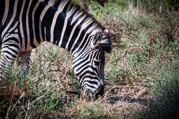 zebra eating grass