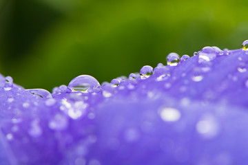 Macro water drops on a purple flower - 340030679