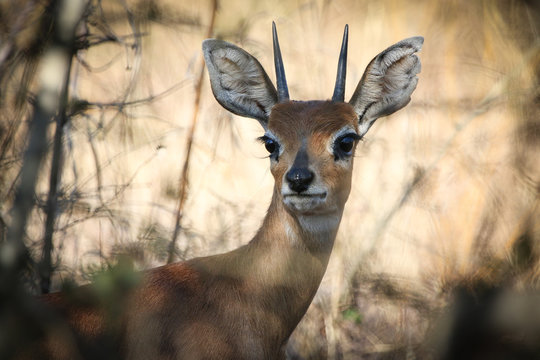 steinbok buck