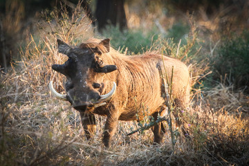 warthog looking in camera