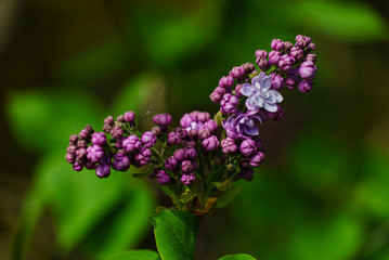 Gros plan de fleurs de lilas rose-violet avec du pollen jaune collé dessus