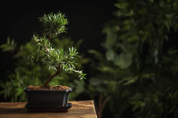 Foto op Plexiglas Japanese bonsai plant on wooden table, space for text. Creating zen atmosphere at home © New Africa