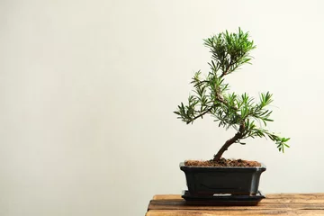 Foto auf Acrylglas Antireflex Japanese bonsai plant on wooden table, space for text. Creating zen atmosphere at home © New Africa