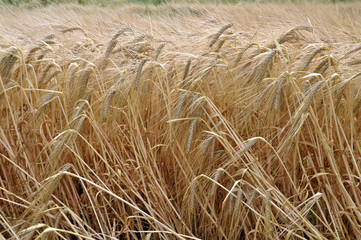 Fototapeta na wymiar The barley ripens in the field.