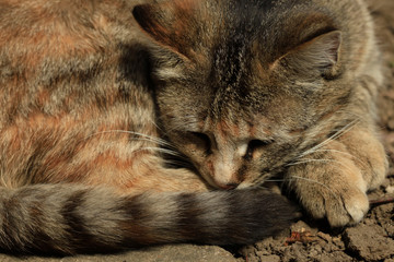 Portrait of slipping fluffy cat