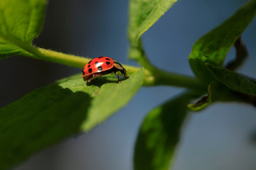 Red ladybug sitting on green tree