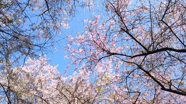 Cherry blossom trees, panoramic panning view from down up, from top to bottom. Beautiful pink flowers on trees against blue sky. 