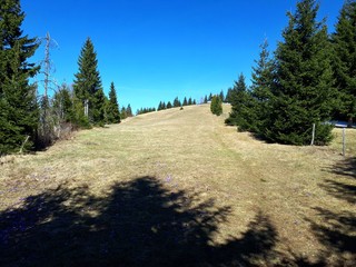 Mountain meadows and cypress family trees