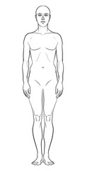 Model of the human body. Hand drawn androgynous, gender-neutral figure on isolated background, front view.