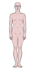 Model of the human body. Hand drawn androgynous, gender-neutral figure on isolated background, front view.