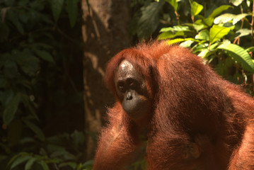 Bornean orangutan (Pongo pygmaeus).
Borneo