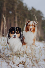 Australian shepherd dog in the snow