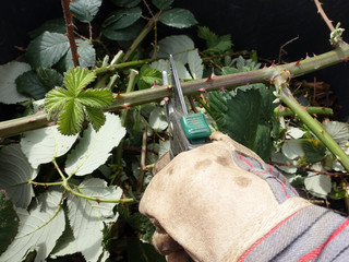 invasive Armenische Brombeere,Gartenbrombeere (Rubus armeniacus)