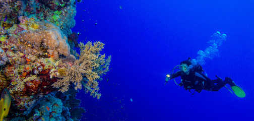 Red Sea, Egypt - Aug 2014: woman diver explores the reef