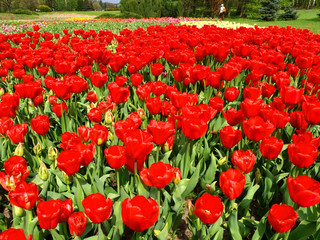 Fototapeta Wiosenne kwitnienie tulipanów.
 obraz