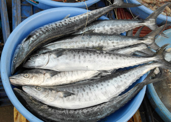 Rich choice of fresh seafood in the Asian market