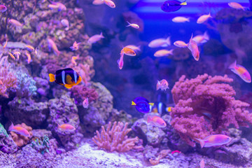 Naklejka na ściany i meble Several fishes swimming between sea grass and corals