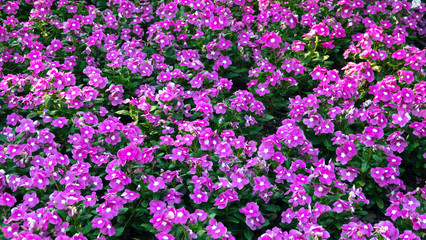 Naklejka premium Beautiful bushes with fresh purple flowers under sunny rays. Close up.