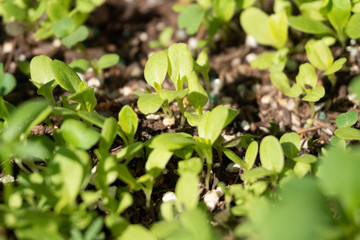 Microgreen lettuce sprouts in potting soil