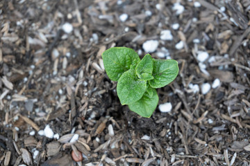 Close up potato sprout in potting soil mix