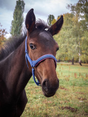 Portrait of a young brown horse.