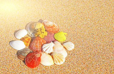 colorful seashells on a sandy beach