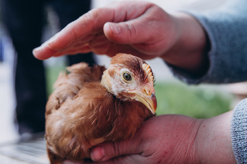 ore domestic chickens in a cage for sale