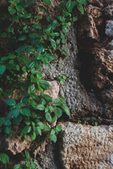 Plants growing between the walls