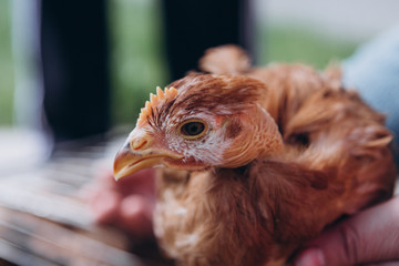 ore domestic chickens in a cage for sale