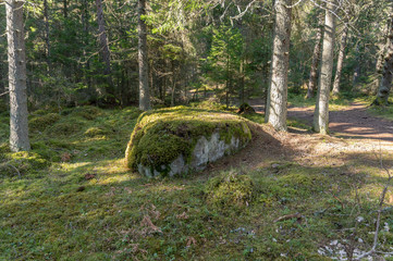 big rock in spring forest