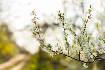 sun shining through the branches