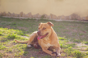 Cute dog relaxing on grass in yard - 340041239