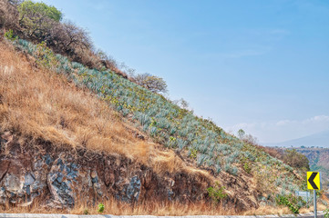 Paisaja Agavero, Siembra de tequila, tierra del tequila