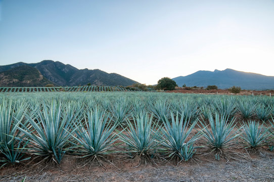 Paisaja Agavero, Siembra de tequila, tierra del tequila