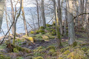 tree on the sea shore