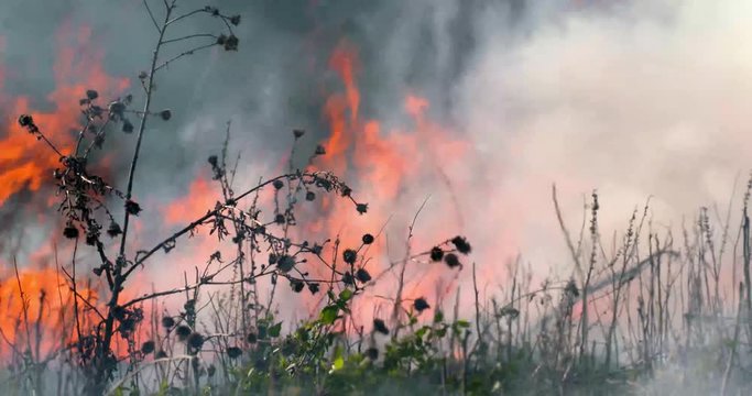 prairie fire burns tall grasses and weeds