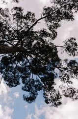  Tree, branch, leaf, foggy and misty view with sky. Bottom view of tall tree. 
