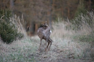 deer in the woods