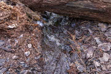 creek in the soring forest