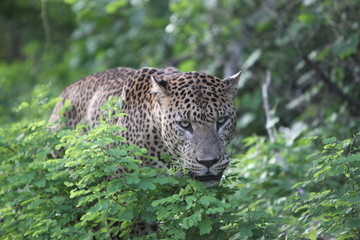 Leopard (Panthera pardus kotiya).
Yala National Park, Sri Lanka. 