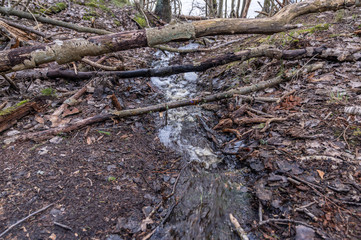 creek in the soring forest