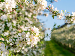 Apfelblüte