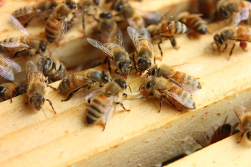 Bees Eating Their Honey