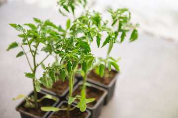 Young tomato plant in a pot