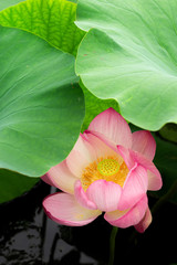 연꽃