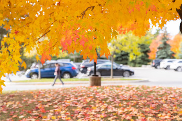 Autumn leaves in the park