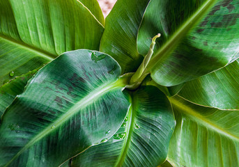 Close-up on blotched leaves of a  Dwarf Cavendish banana plant (musa dwarf) forming attractive rosette. Beautiful exotic houseplant detail. - obrazy, fototapety, plakaty