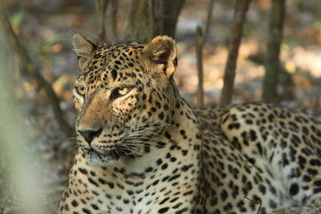 Leopard (Panthera pardus kotiya).
Yala National Park, Sri Lanka. 