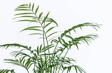 Close-up on the delicate feathery leaves of a small parlour palm (Chamaedorea elegans) houseplant on a white background. Delicate foliage against white backdrop.