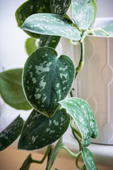 Satin pothos (scindapsus pictus) houseplant in a white pot on a window sill. Close-up on a hanging vine of an attractive houseplant with silvery blothes on the leaves.